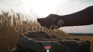 成年农民的手在袋子里摸和筛麦粒。 麦粒一手后丰收.. 农业